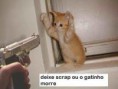 /album/galeria-de-fotos/gat-jpeg/