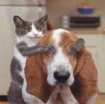 /album/galeria-de-fotos/cat-jpeg/